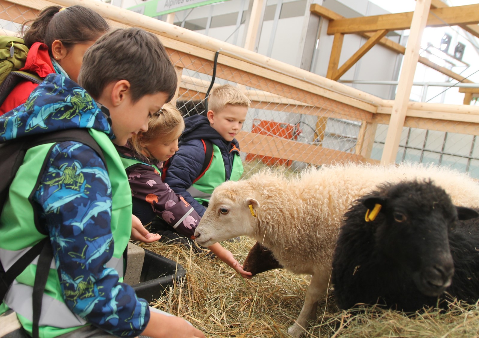 Kinder in einem Gatter mit Schafen
