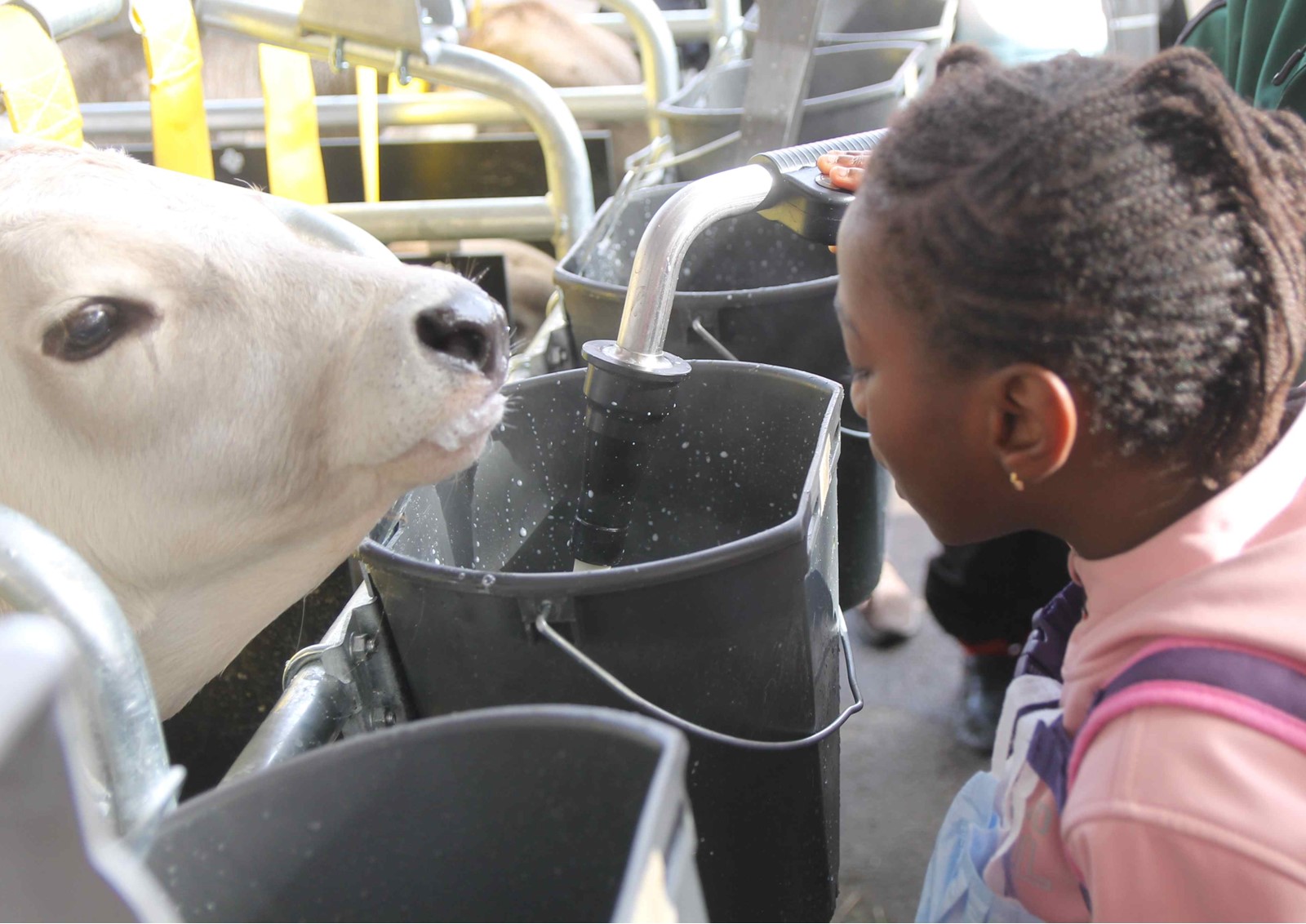 Mädchen an den Milch-Trinkeimern von Kälbern