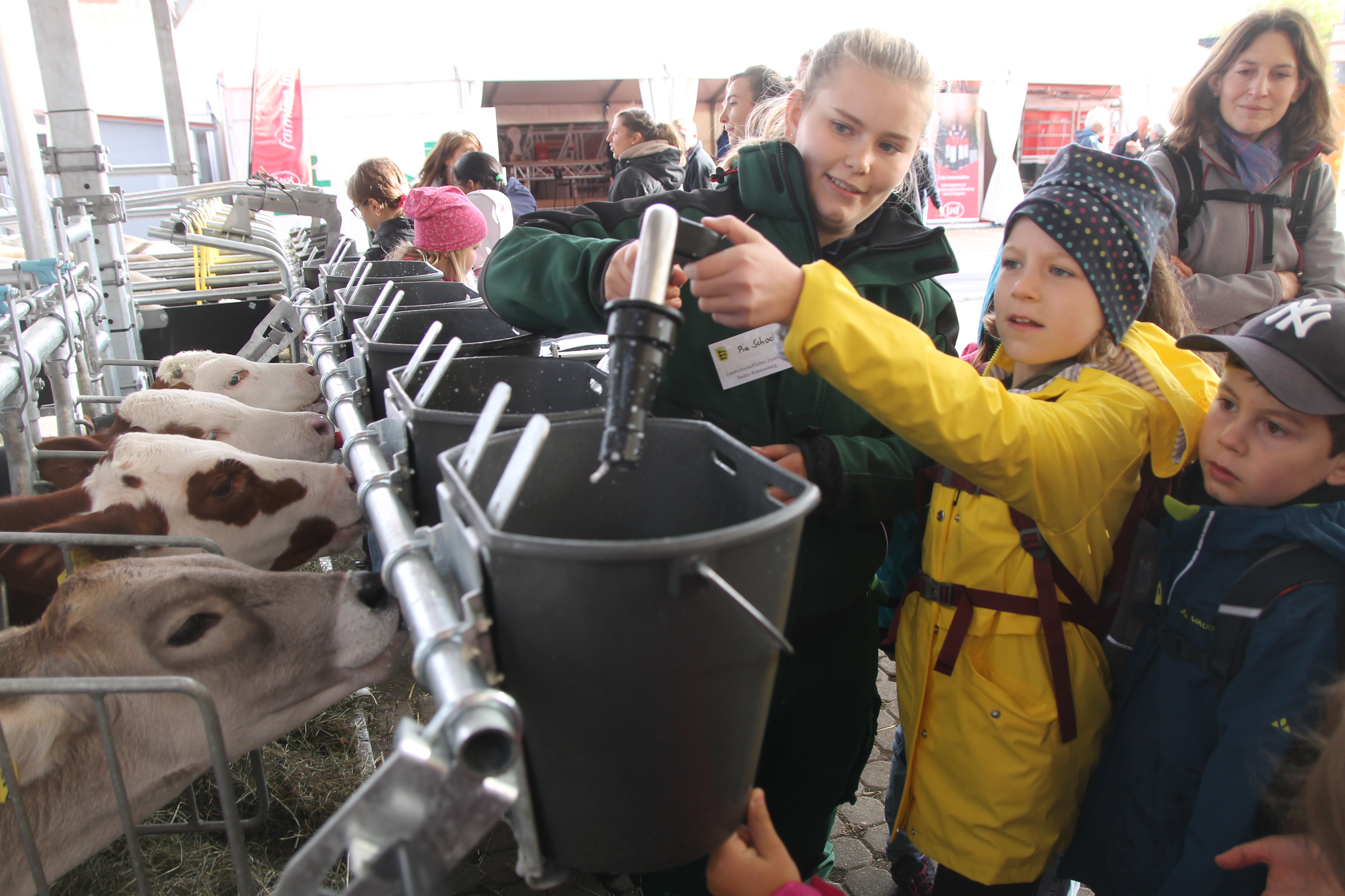 Ein Junge befüllt die Kälber-Trinkeimer mit Milch