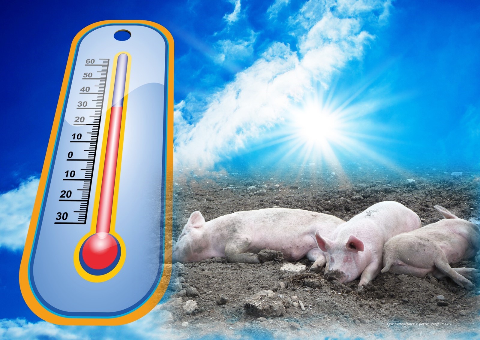 Symbolbild: Thermometer und Schweine unter der Sonne