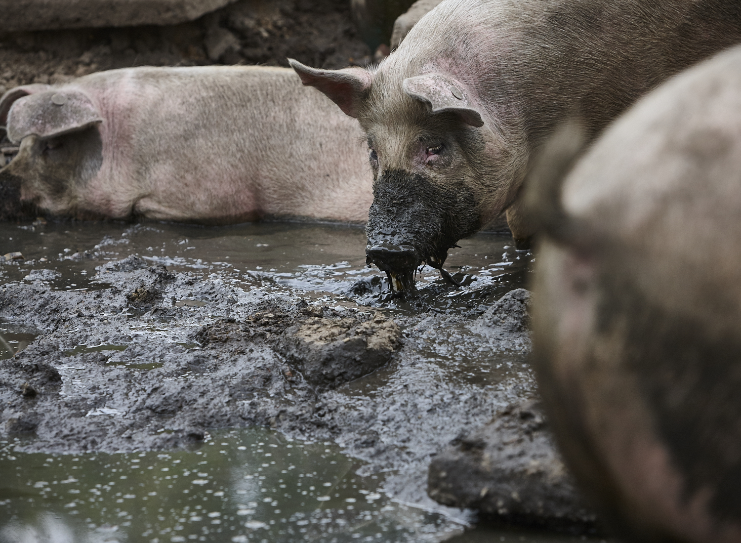 Schweine in einer Suhle aus Sand und Wasser