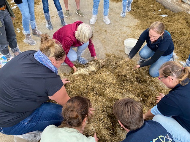 Anfassen erwünscht: Die Futtermischung einer Kuh zu begreifen, ist mehr als eine haptische Erfahrung (Foto: i.m.a e.V.).