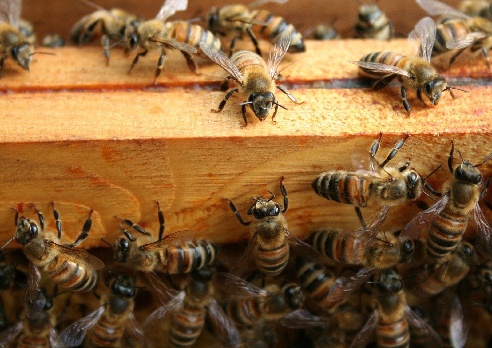 Ein Bienenvolk: Leben und arbeiten in Gemeinschaft (Foto: pixabay.com/archimar).
