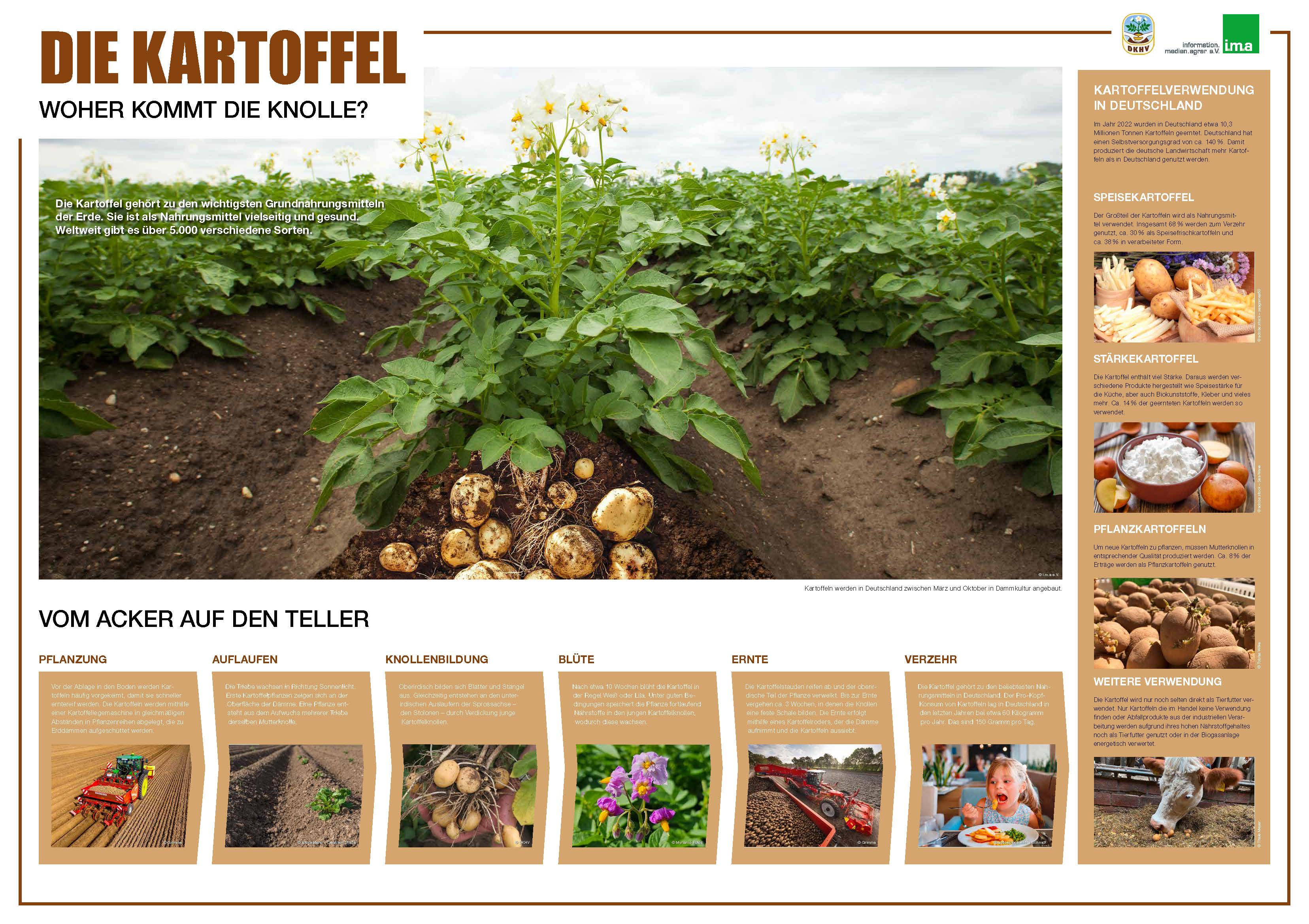 Kartoffel-Unterrichtsposter: Fakten auf der Vorderseite, Übungen auf der Rückseite.