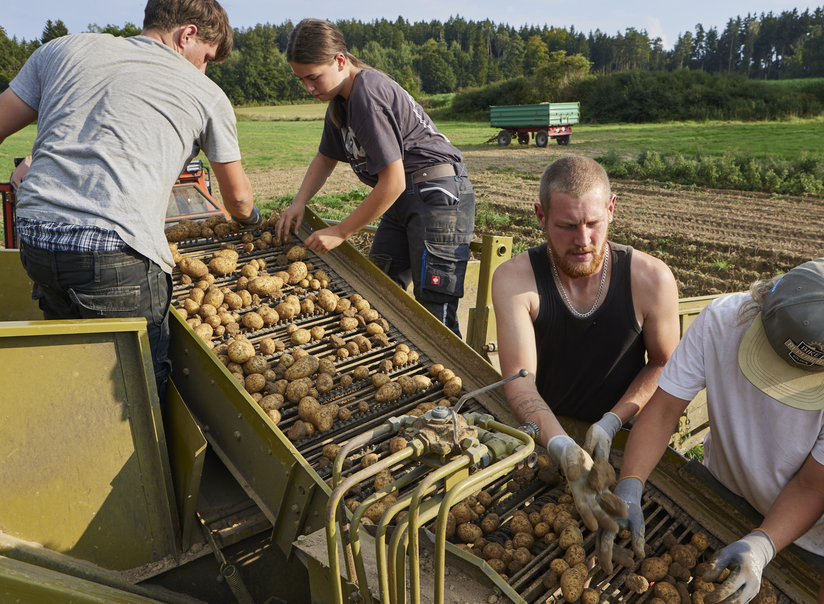 Kartoffelernte im Spätsommer: Viele helfende Hände werden beim Sortieren gebraucht (Foto: i.m.a e.V./Gaul).