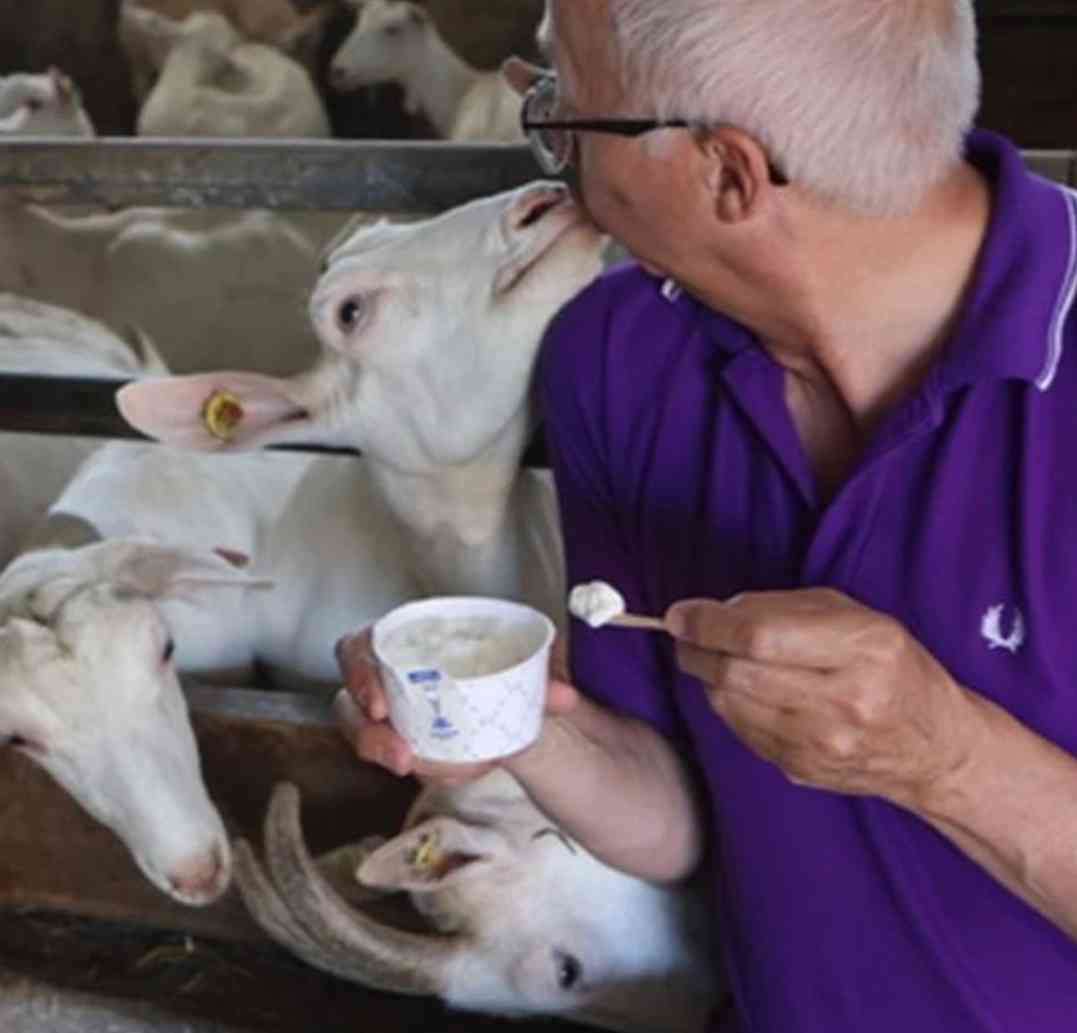 Auf den Geschmack gekommen: Eis-Connaisseure haben Ziegeneis endeckt.