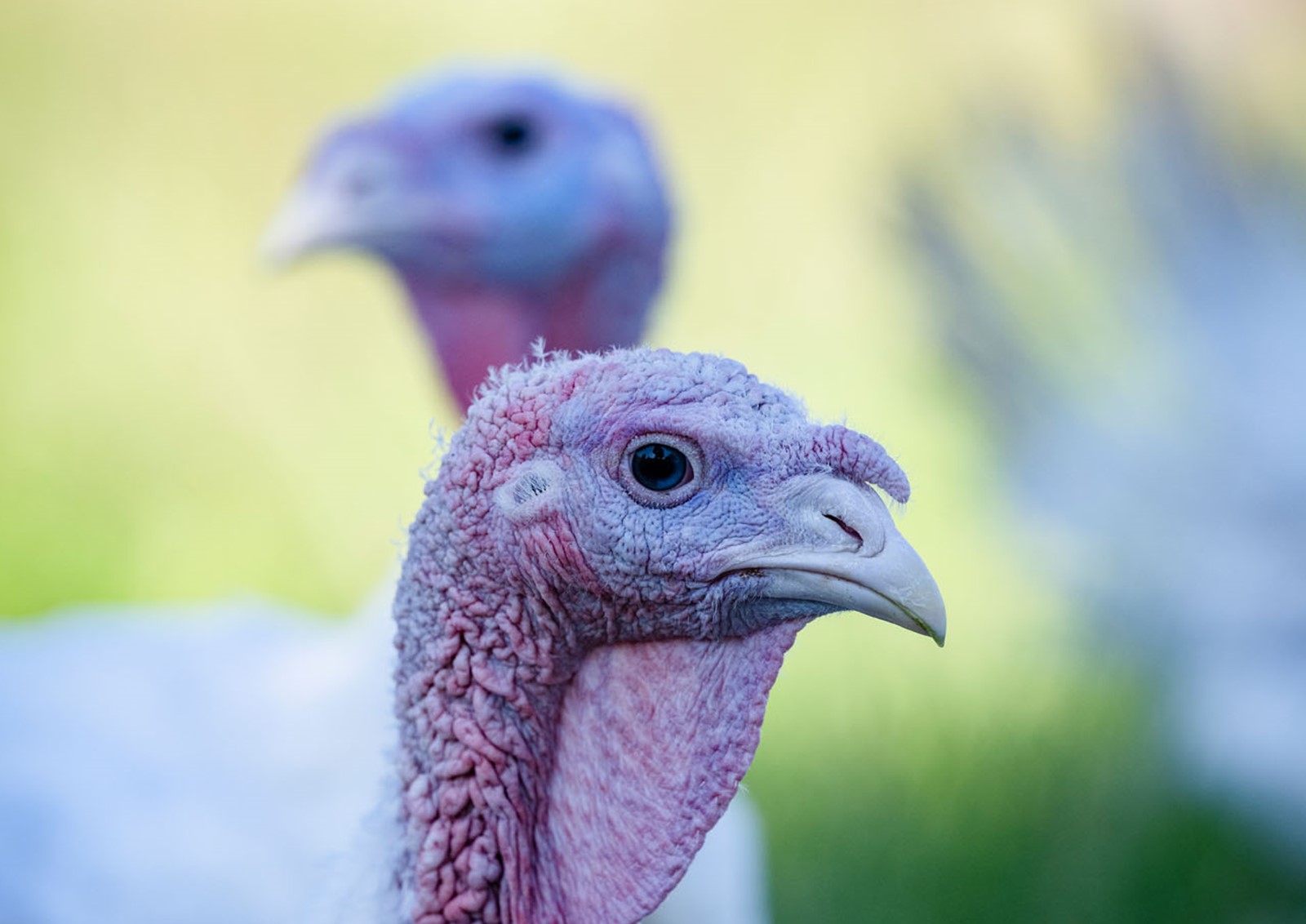 Beliebter als Gans und Ente: Der Truthahn bzw. die Pute.