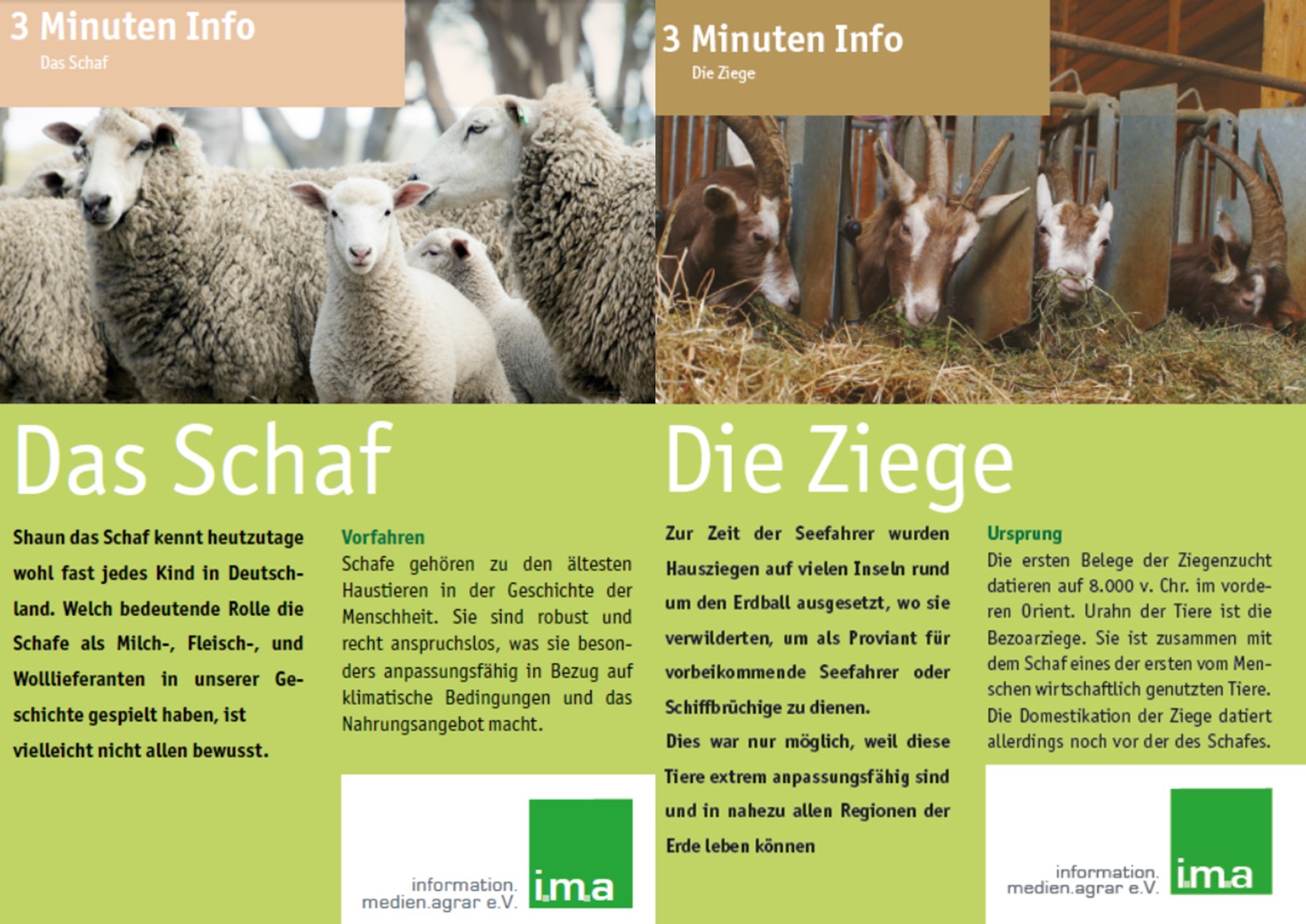 Die i.m.a-3-Minuten-Infos zum Schaf und der Ziege