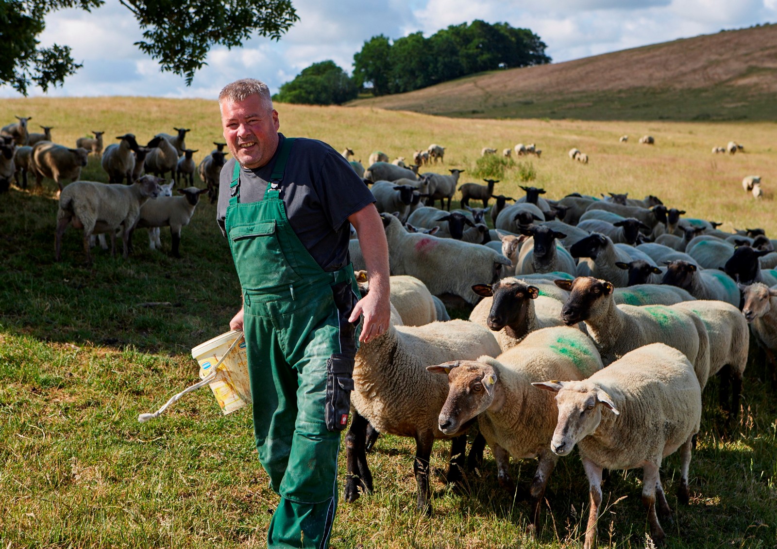 Nicht alle Schafhalter müssen mit ihren Tieren durch das Land ziehen, wenn sie wie hier in Mecklenburg-Vorpommern über ausgedehnte Weideflächen verfügen (Foto: i.m.a e.V./Gaul).