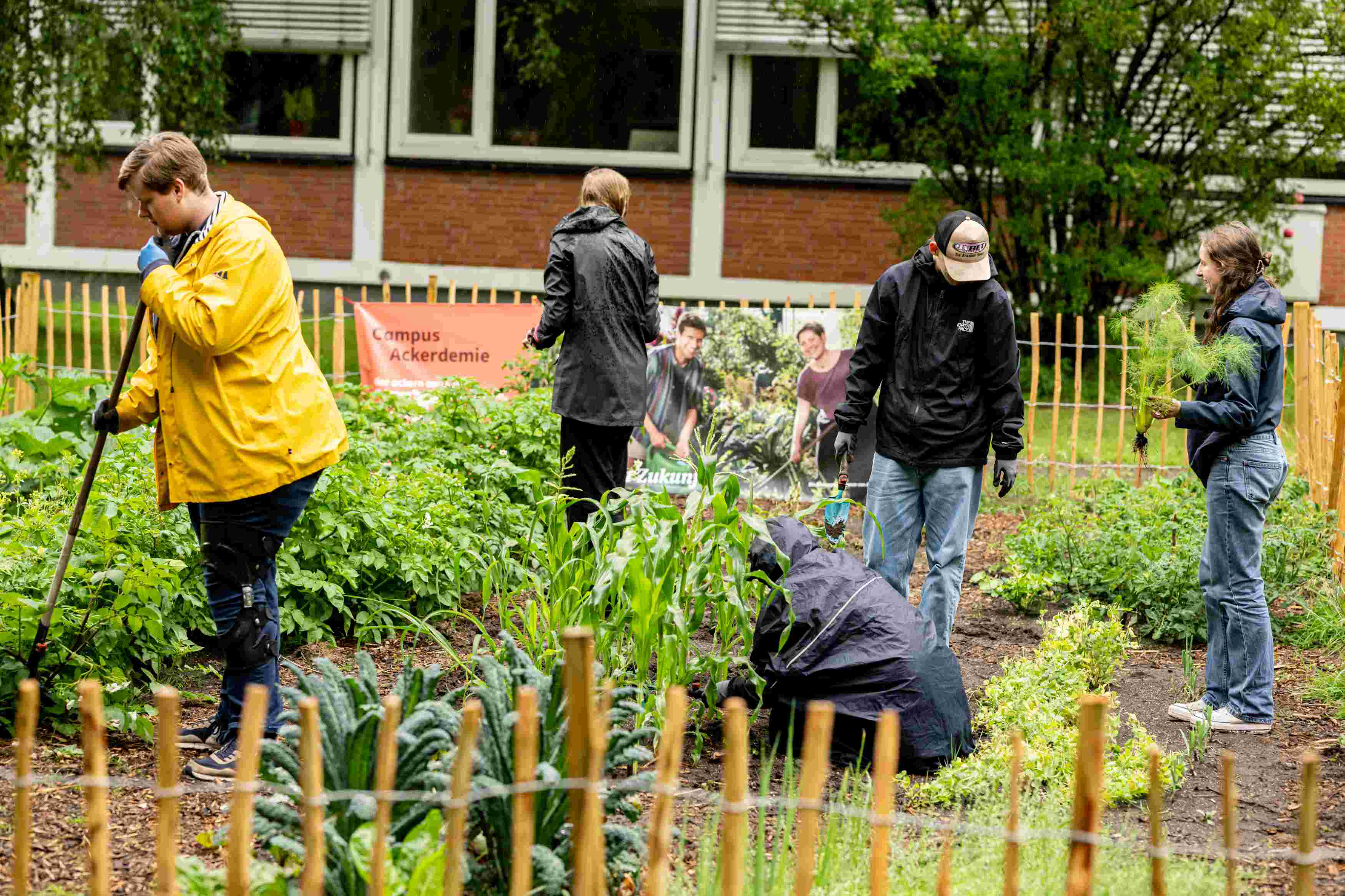 Ackerbau studieren: Im Garten der Uni Oldenburg wird Gemüse angebaut (Foto: Uni Oldenburg/Matthias Knust).