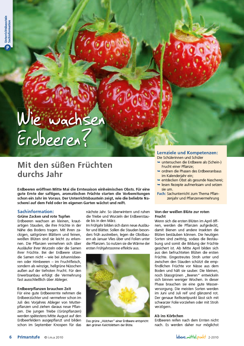 Titelbild des Unterrichtsbausteins Wie wachsen Erdbeeren?