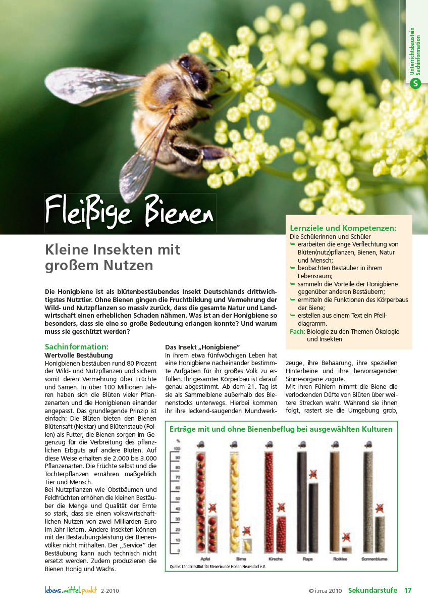 Titelbild des Unterrichtsbausteins Fleißige Bienen
