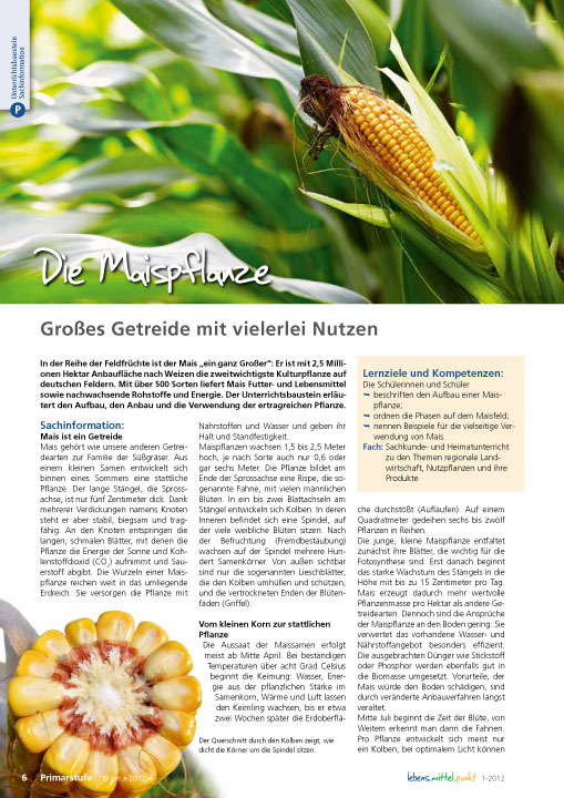 Titelbild des Unterrichtsbausteins Die Maispflanze