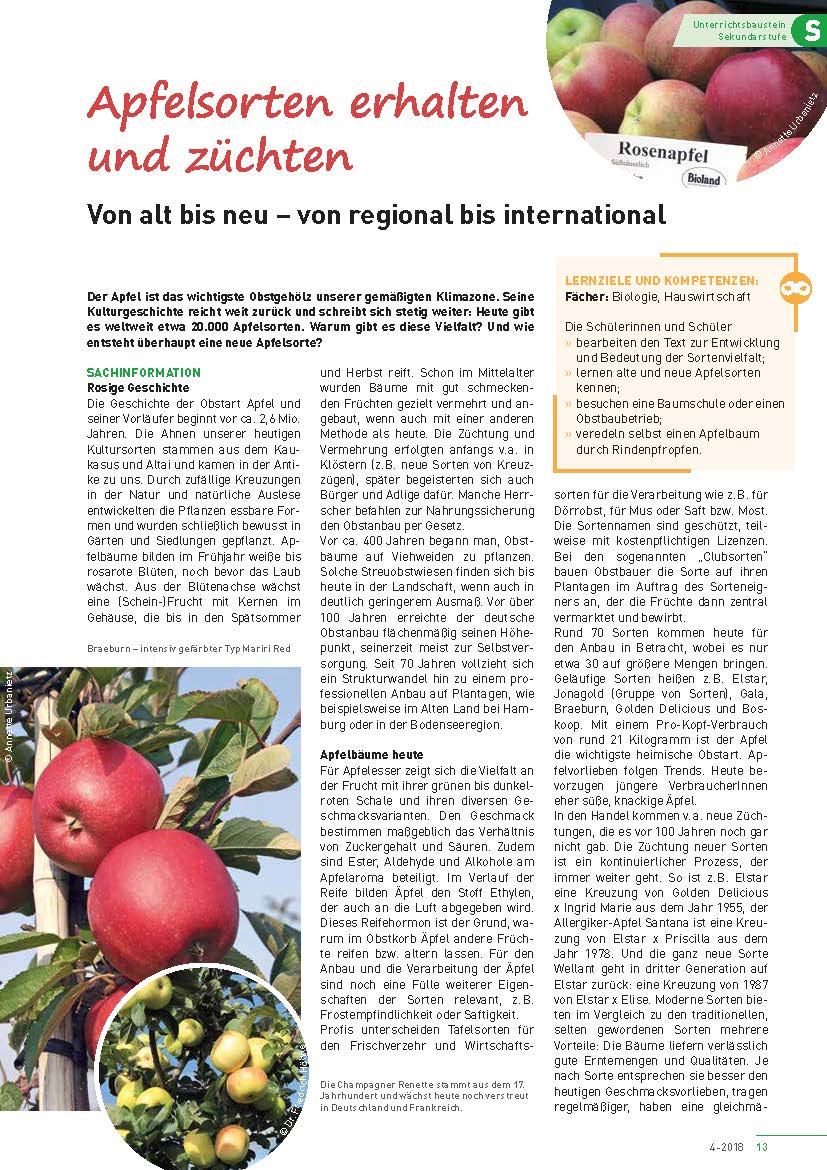 Titelbild des Unterrichtsbausteins Apfelsorten erhalten und züchten