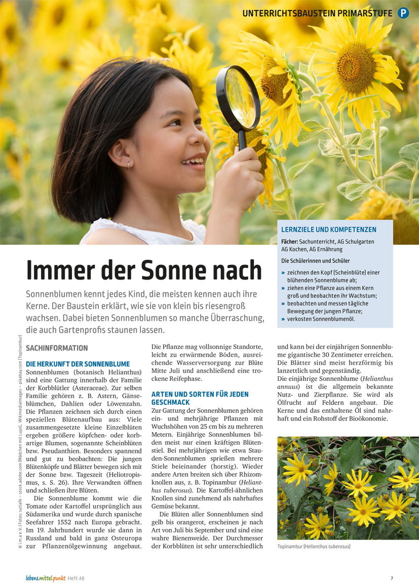 Titelbild des Unterrichtsbausteins Sonnenblumen