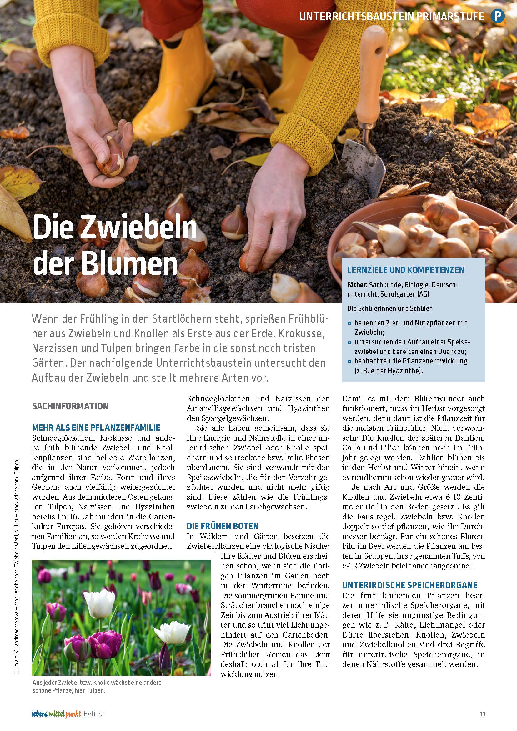 Titelbild des Unterrichtsbausteins Pflanzenkunde