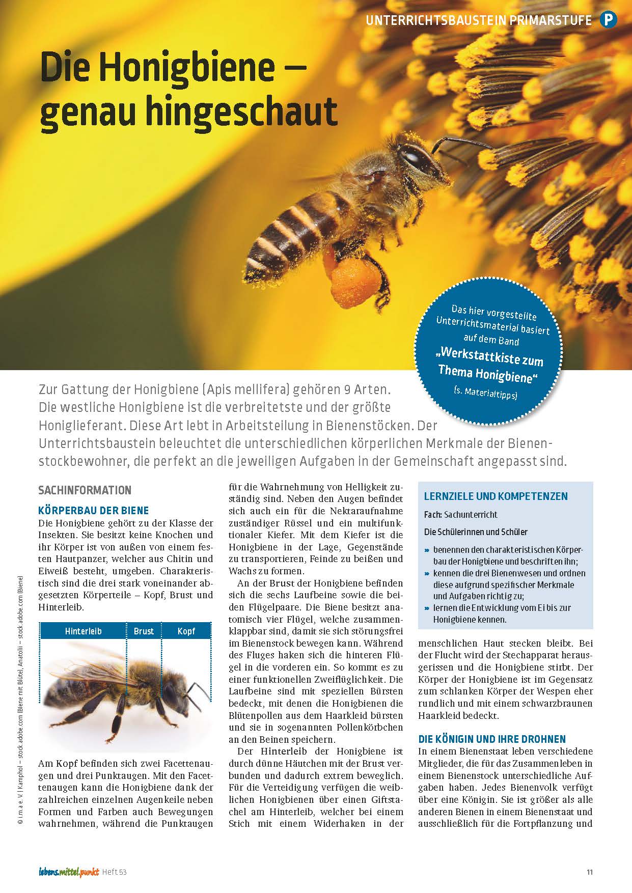Titelbild des Unterrichtsbausteins Die Honigbiene