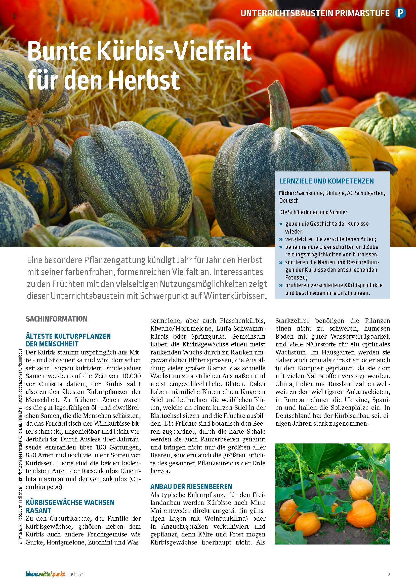 Titelbild des Unterrichtsbausteins Winterkürbisse