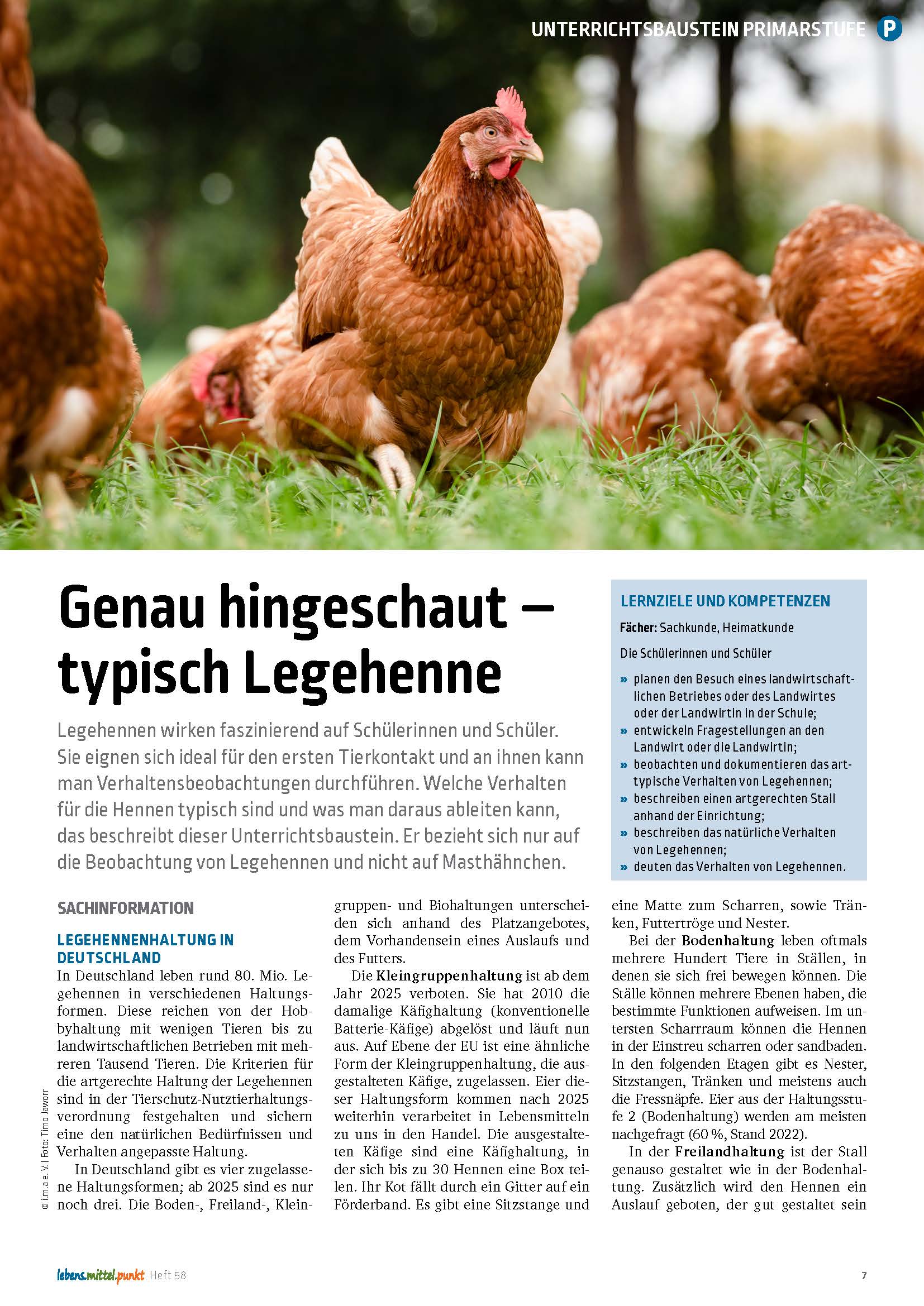 Titelbild des Unterrichtsbausteins Typisch Legehenne