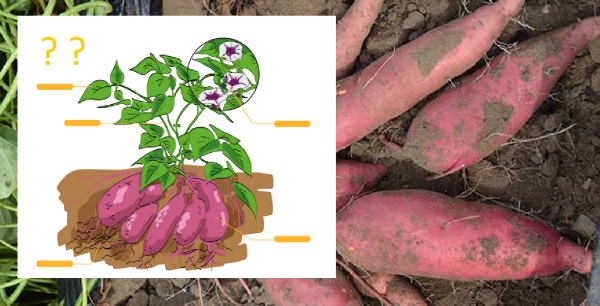 Die Pflanze der Süßkartoffel