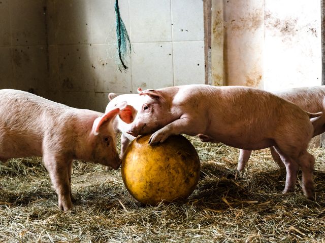 Mit den Bällen spielen die Schweine sehr gerne.