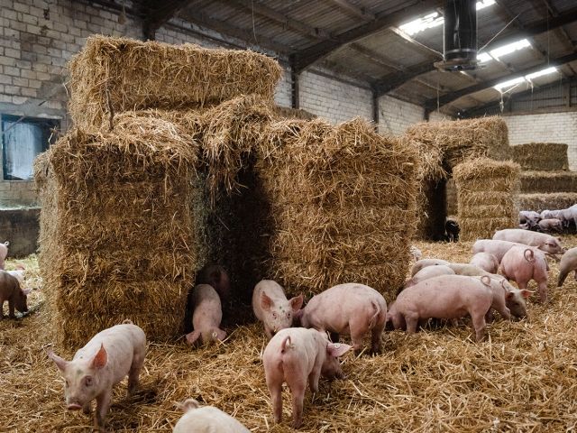 Strohbuden sorgen für Abwechslung und bieten Versteckmöglichkeiten.