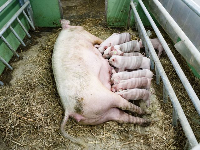 Sau mit Ferkeln im Ferkestall