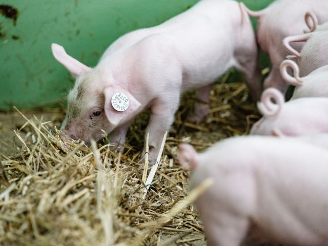 Schweine wühlen im Stroh