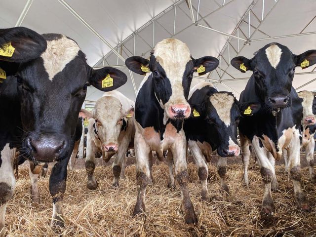 Mastbullen im Rundstall