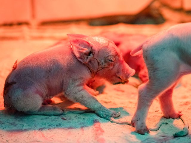 Ein neugeborenes Ferkel unter der Wärmeplampe