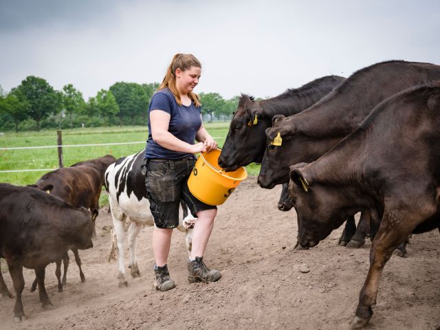 Frau füttert Wagyu Rinder aus Eimer.