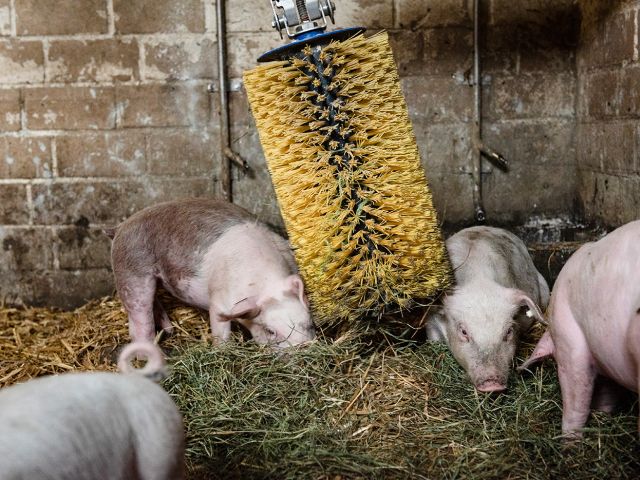 Die Bürste können die Schweine nutzen, um sich zu schubbern oder massieren zu lassen.