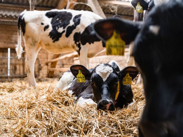 Kalb im Stroh liegend