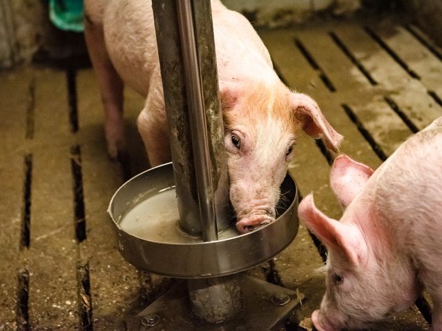 Aus der Tränke können die Schweine wie in der Natur aus offener Fläche trinken.