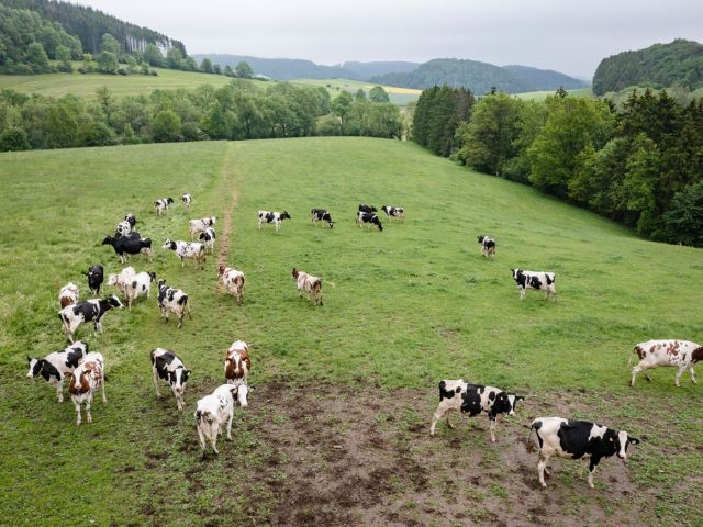 Blick aus der Vogelperspektive auf die Kuhweide