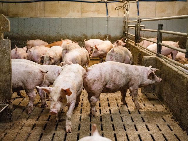 Schweine im Stall