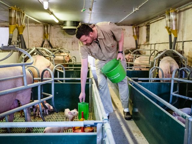 Zusätzlich wird per Hand Zusatzfutter gefüttert