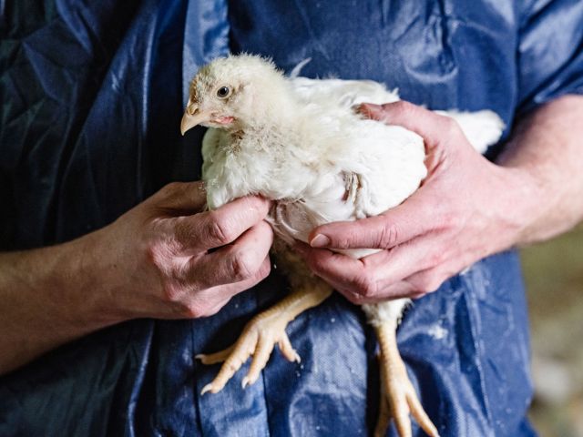 Tägliche Kontrolle der Tiere (hier Hähnchen) gehört dazu.