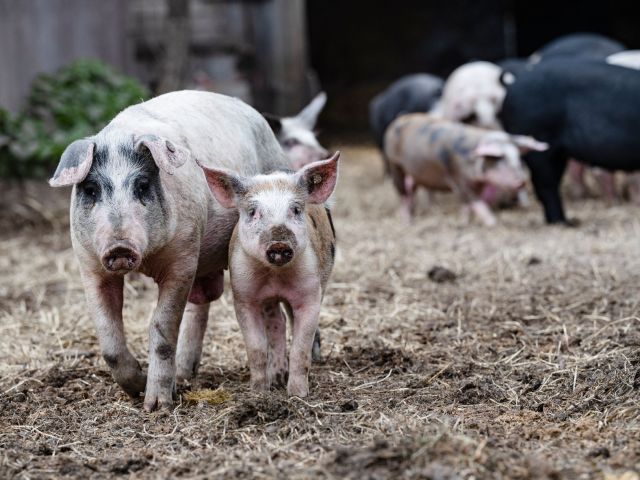 Schweine im Auslauf