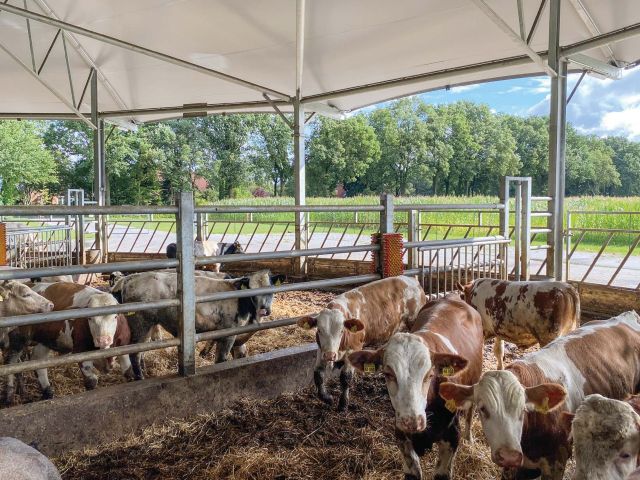 Mastbullen im Rundstall