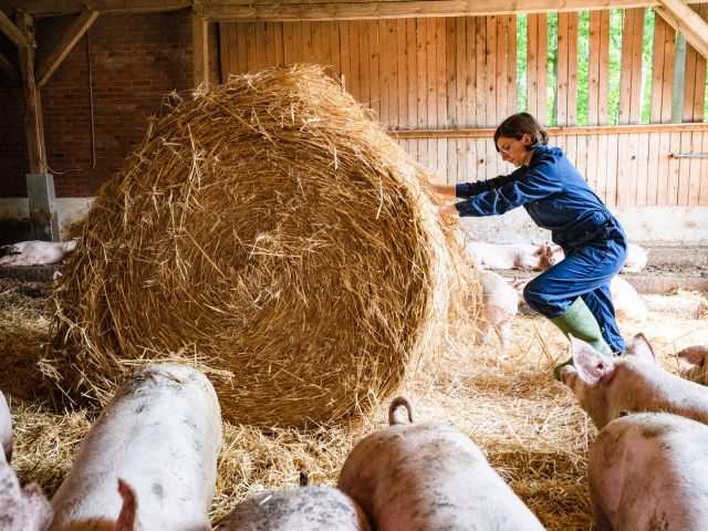 Frische Stroheinstreu gehört dazu