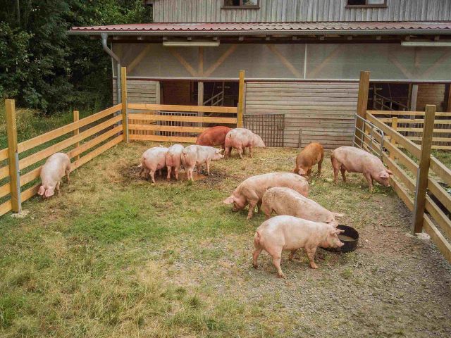Schweine im Auslauf
