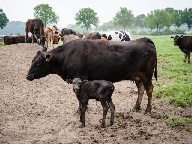 Wagyu Kuh mit Kalb bei Fuß